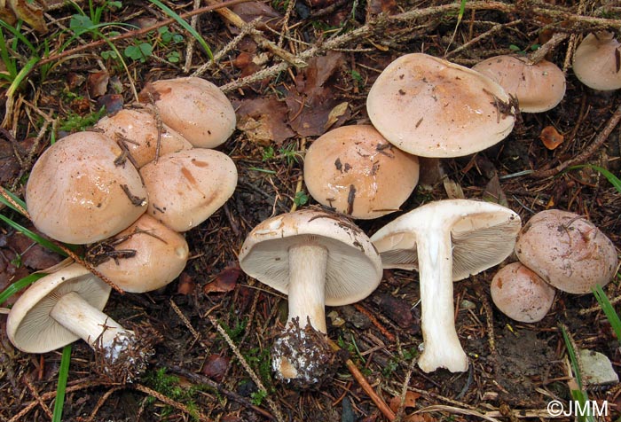 Hebeloma sinapizans