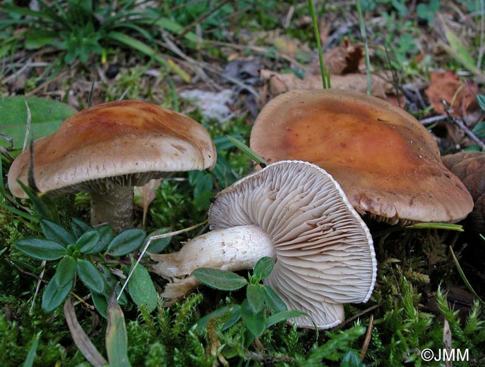 Hebeloma theobrominum = Hebeloma truncatum