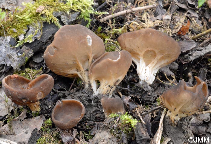 Helvella acetabulum = Acetabula vulgaris