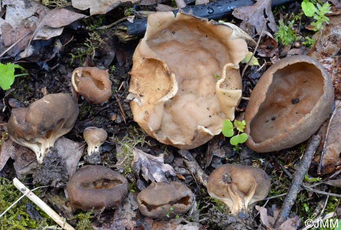 Helvella acetabulum = Acetabula vulgaris