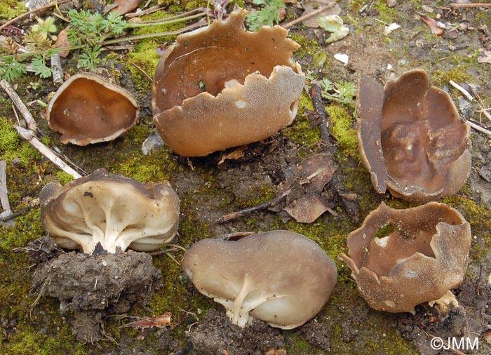 Helvella acetabulum = Acetabula vulgaris