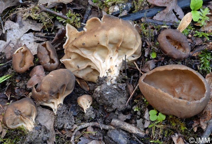 Helvella acetabulum = Acetabula vulgaris