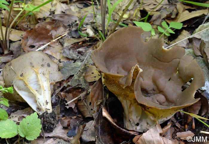 Helvella acetabulum = Acetabula vulgaris