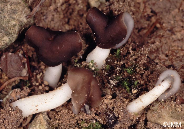 Helvella albella