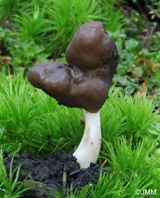 Helvella albella = Leptopodia albella