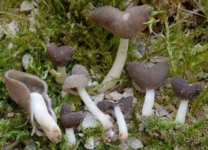 Helvella albella