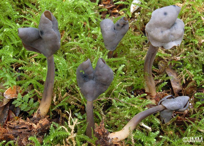 Helvella atra = Leptopodia atra