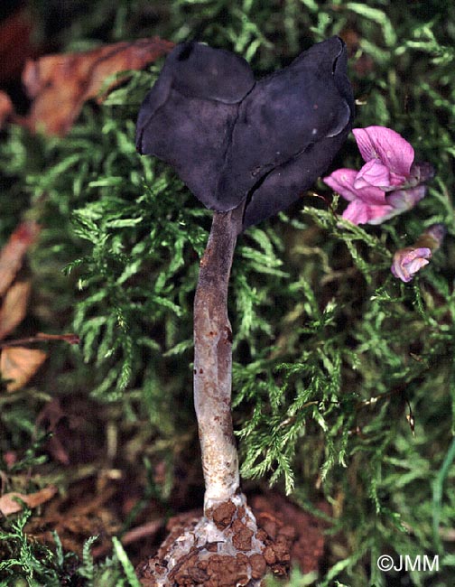 Helvella atra = Leptopodia atra