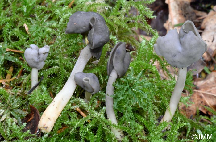 Helvella atra = Leptopodia atra