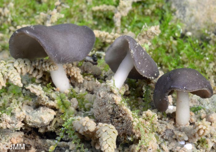 Helvella branzeziana