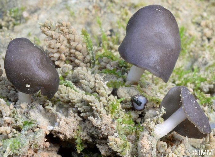 Helvella branzeziana