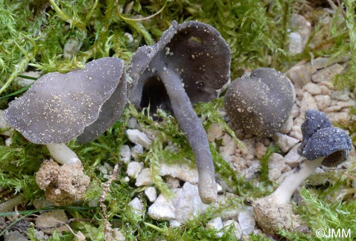 Helvella branzeziana