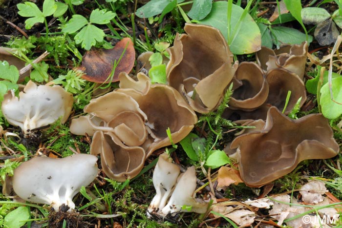 Helvella confusa