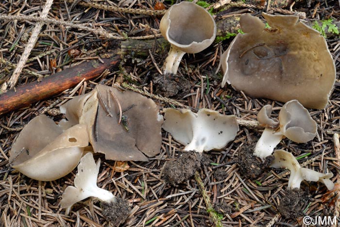 Helvella confusa