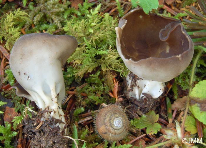 Helvella confusa