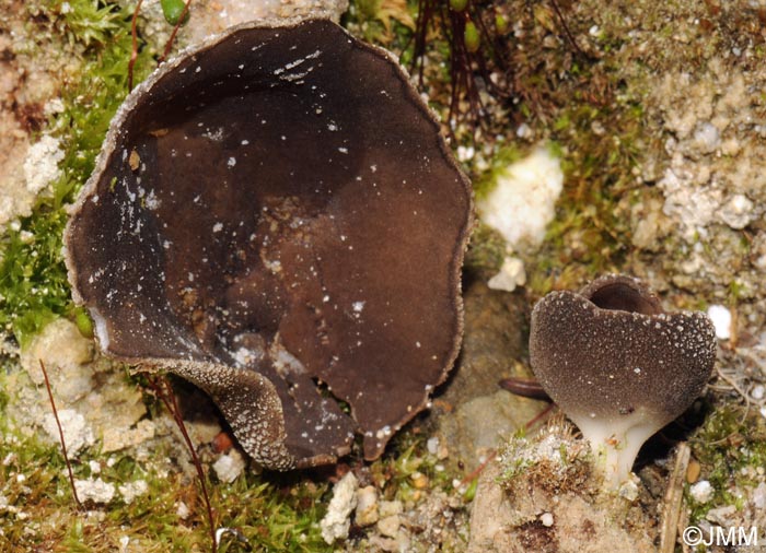 Helvella confusa