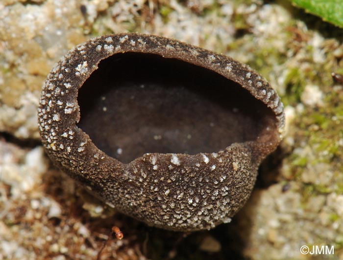 Helvella confusa