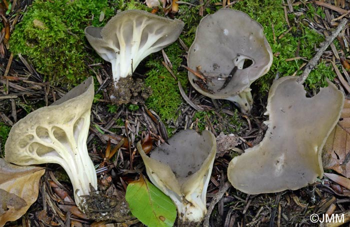 Helvella costifera