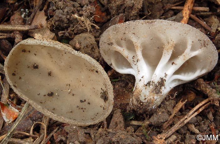 Helvella costifera