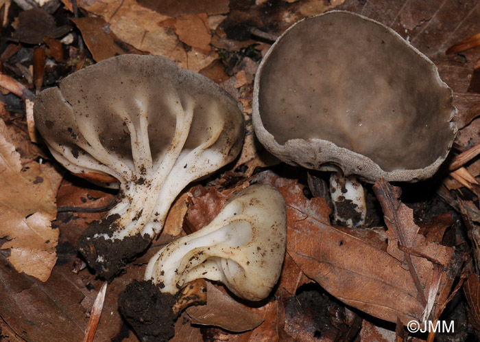 Helvella costifera