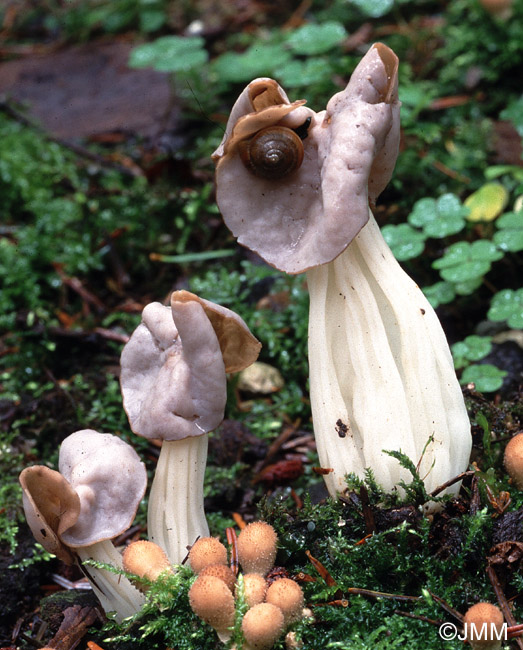 Helvella crispa