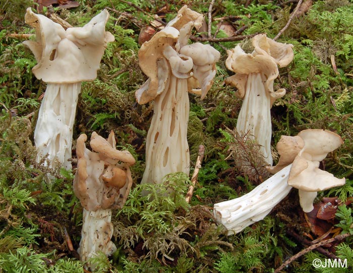 Helvella crispa