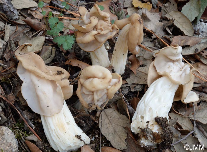 Helvella crispa