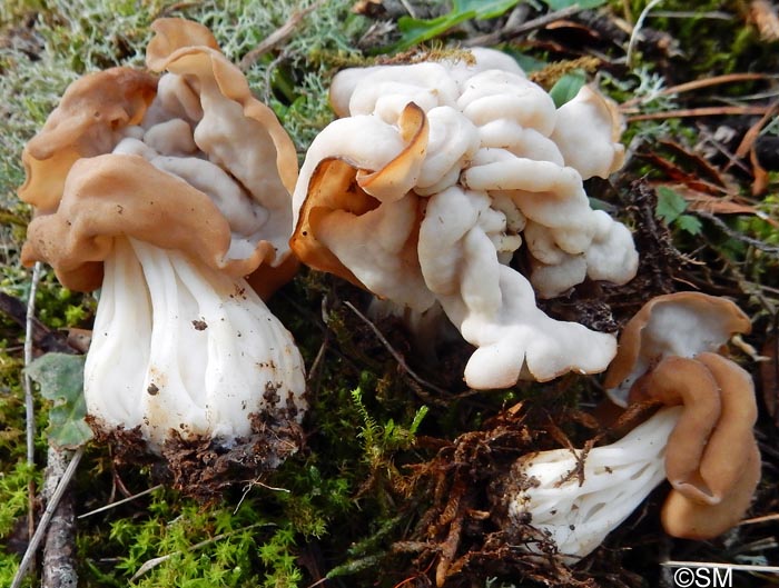 Helvella crispa