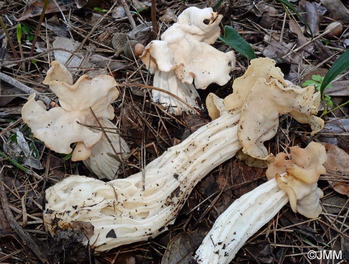 Helvella crispa