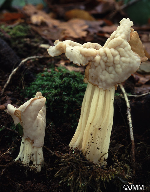 Helvella crispa