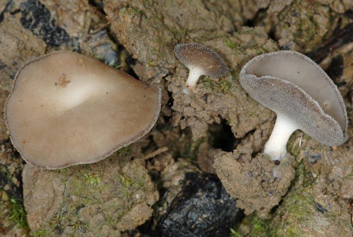 Helvella cupuliformis