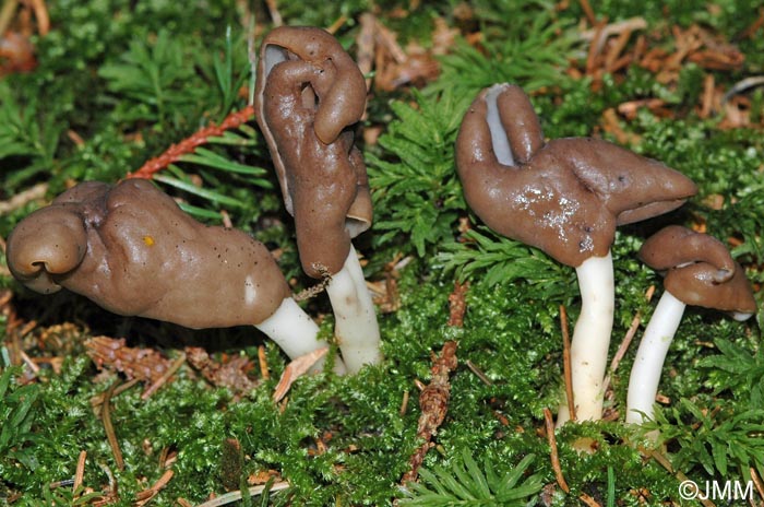 Helvella elastica = Leptopodia elastica