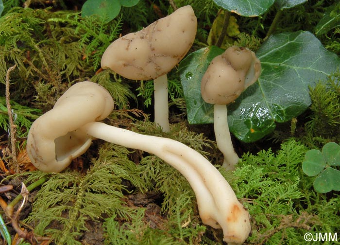 Helvella elastica = Leptopodia elastica