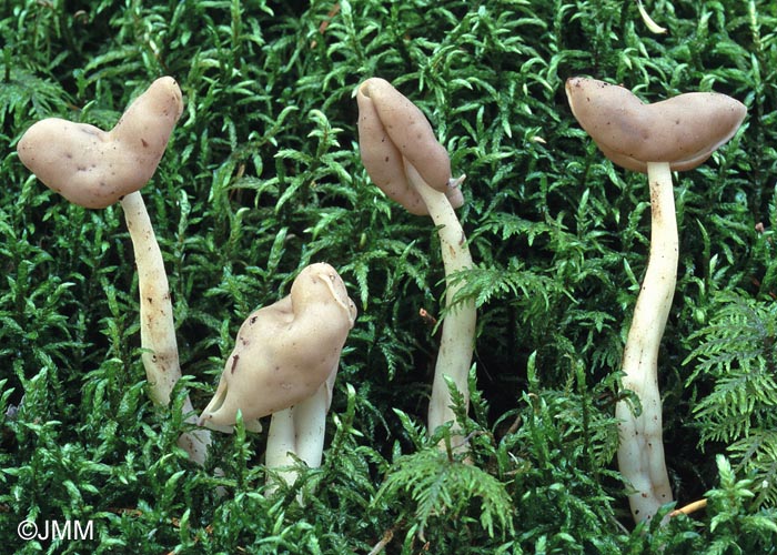 Helvella elastica = Leptopodia elastica