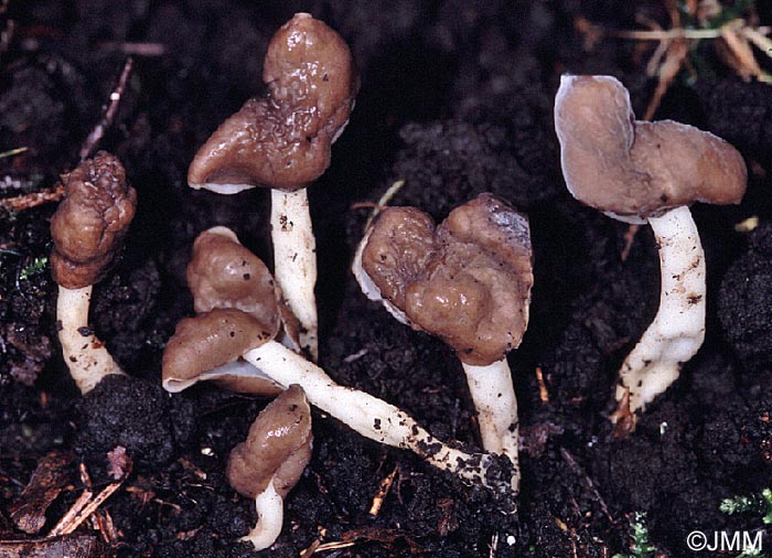 Helvella elastica