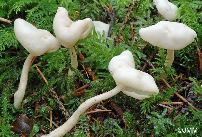 Helvella elastica var. albida