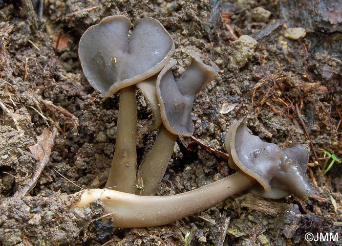 Helvella ephippium