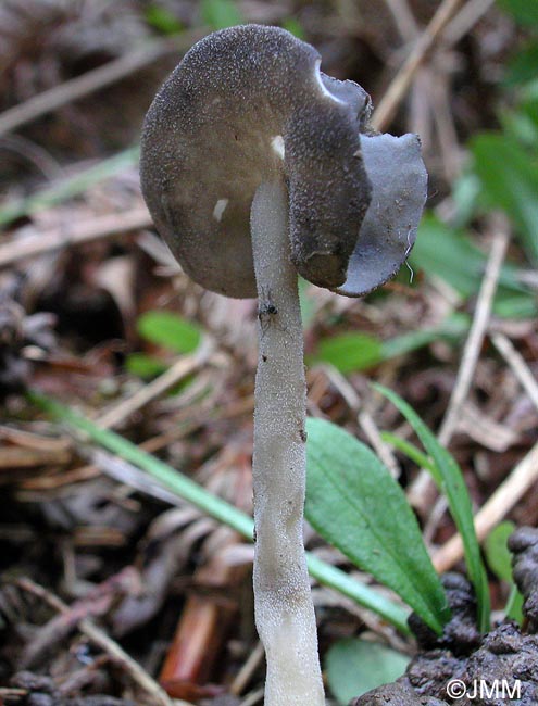 Helvella ephippium