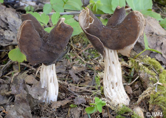 Helvella fusca