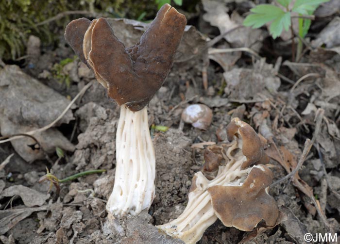 Helvella fusca