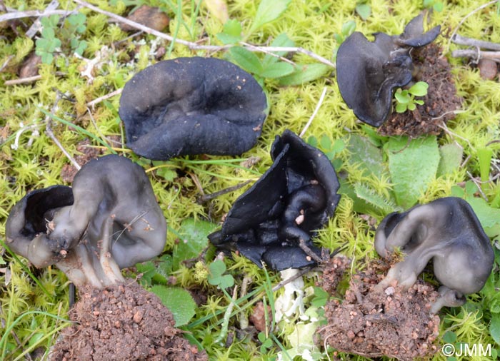 Helvella helvellula