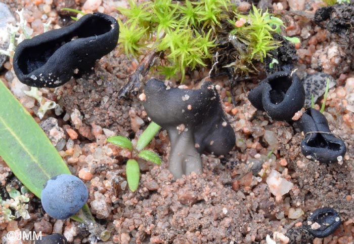 Helvella helvellula & Phillyrea angustifolia