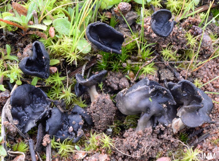 Helvella helvellula