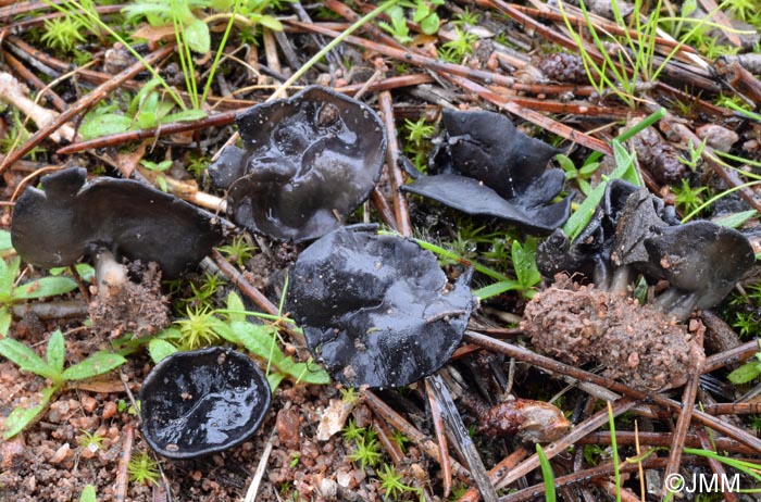 Helvella helvellula