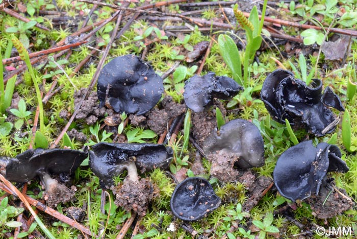 Helvella helvellula & Ophioglossum lusitanicum