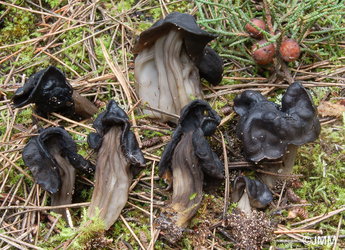 Helvella juniperi