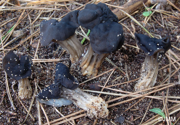 Helvella juniperi