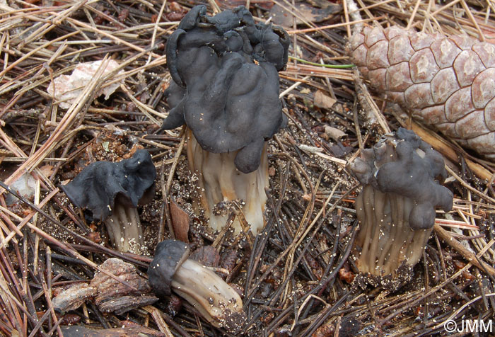 Helvella juniperi