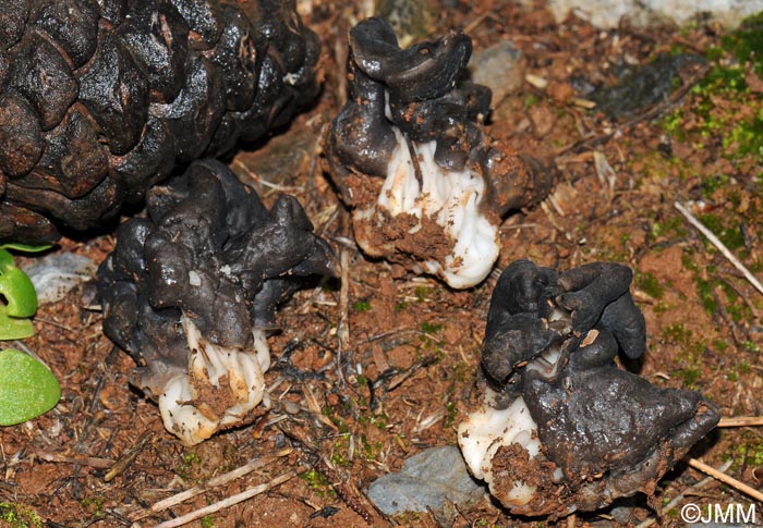 Helvella juniperi