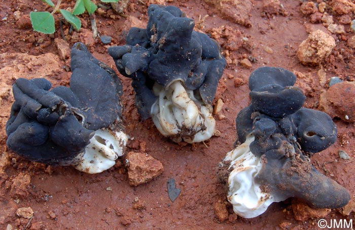 Helvella juniperi